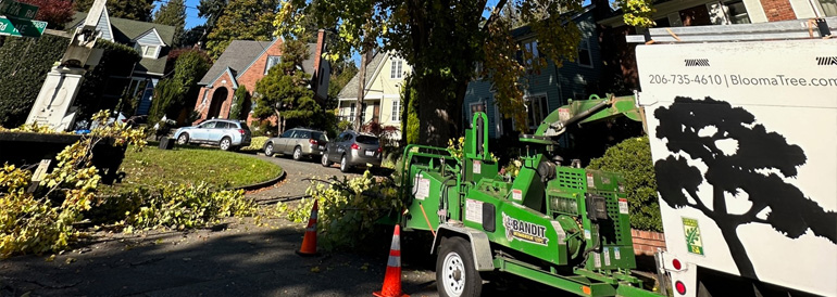 Seattle Tree Pruning