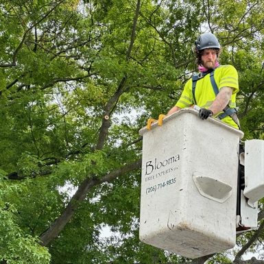 Steven Zipfel, Crew Leader and ISA-Certified Arborist at Blooma Tree Experts
