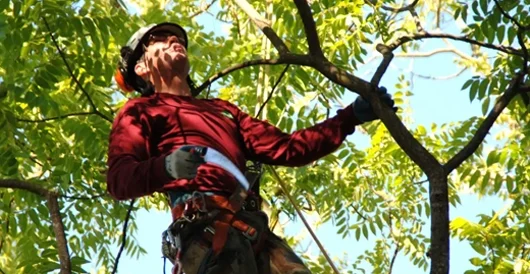 What is Tree Crown Reduction and How Much Does it Cost?