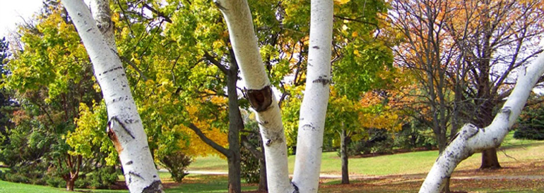 Protecting Birch Trees from the Bronze Birch Borer