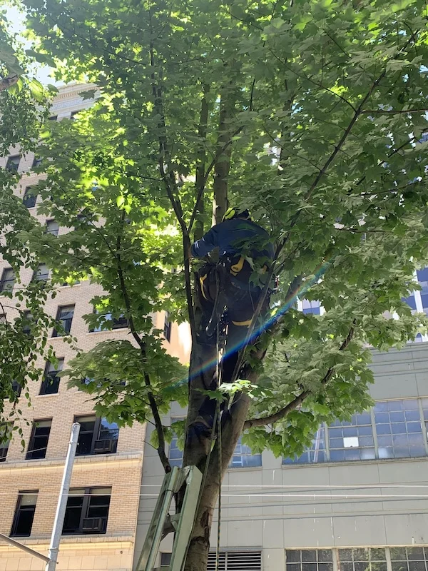 Blooma crew head Steven Zipfel applying dormant oil spray treatment to trees during winter season for tent caterpillar prevention. The professional application demonstrates preventive pest control method to disrupt egg development before spring hatching occurs.