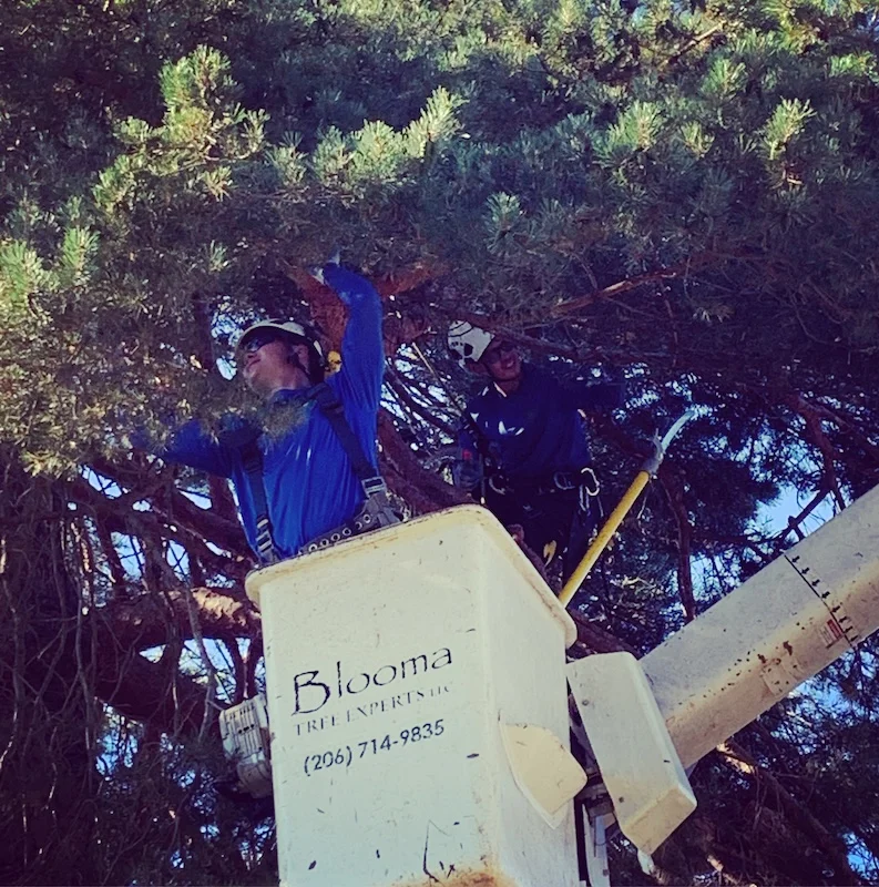 Bloomatree crew lead, at work.
