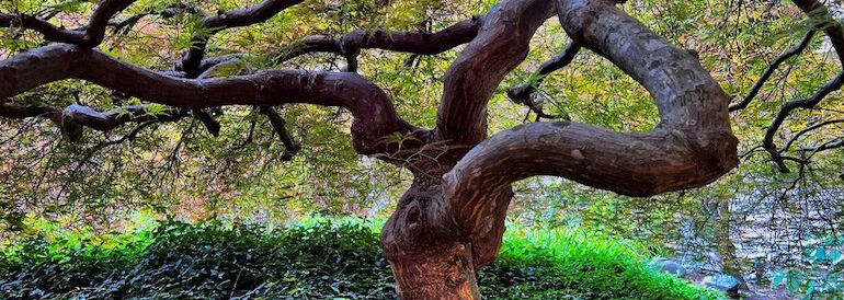 Seattle Tree Trimming and Home Sale Prep