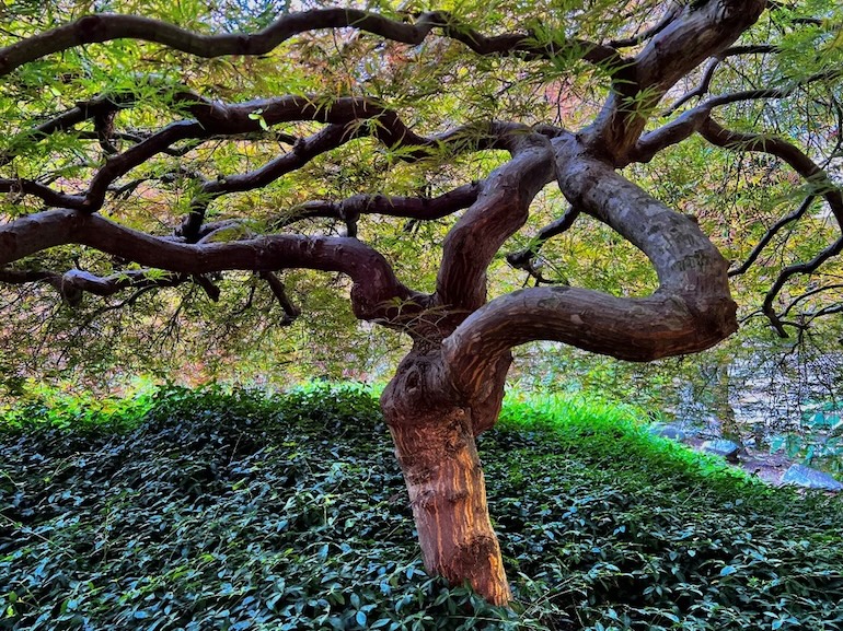 Seattle Tree Trimming and Home Sale Prep
