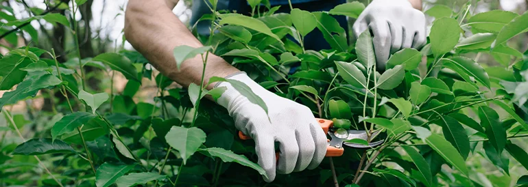 Tree Pruning &amp; Trimming