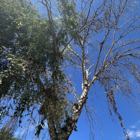 Why Is My Birch Tree Dying?