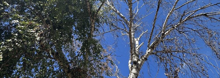 Why Is My Birch Tree Dying?