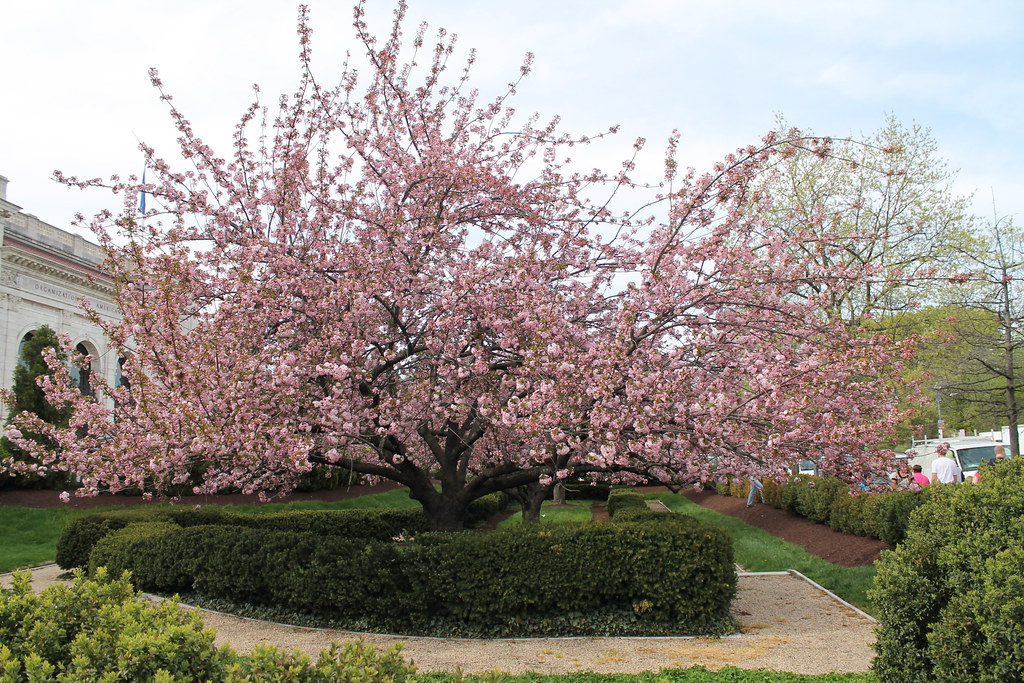 kwanzan cherry tree