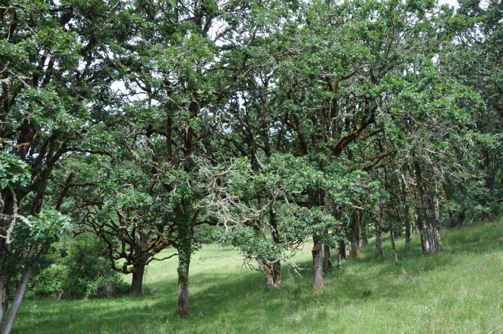 Oregon White Oak Tree 