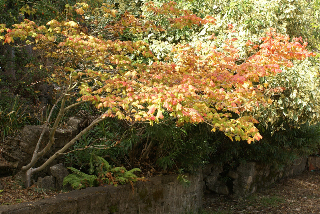 Vine Maple The Understory Beauty of Seattle