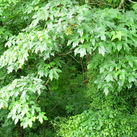 Seattle Native Trees: Complete Homeowner Care Guide