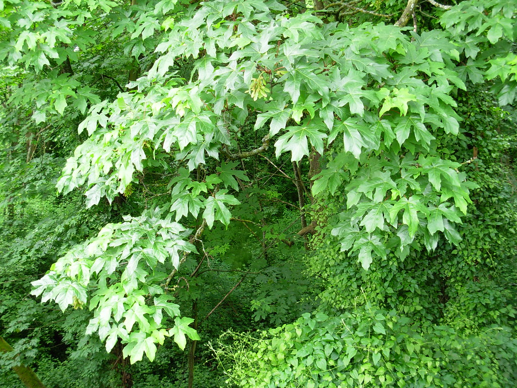 Bigleaf Maple Tree in Seattle Region