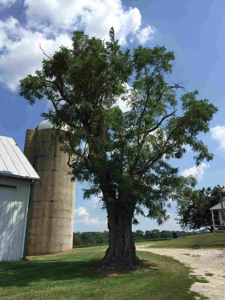 Black Locust Tree