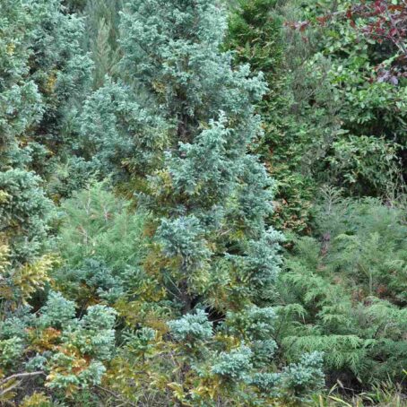 Evergreen Trees in Seattle: A Complete Guide for Homeowners