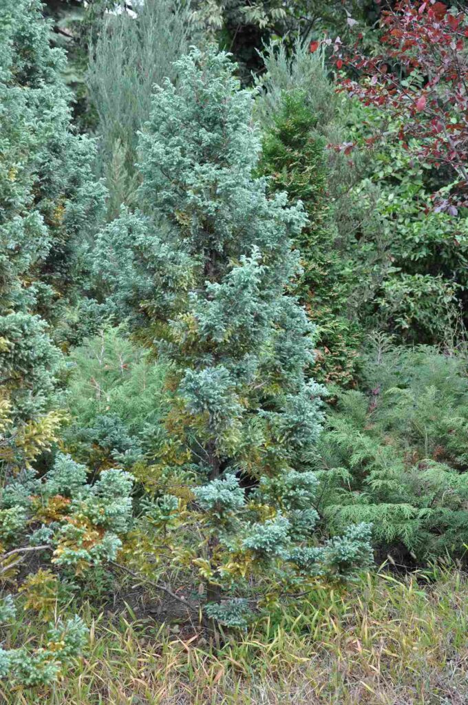 Boulevard False Cypress Tree