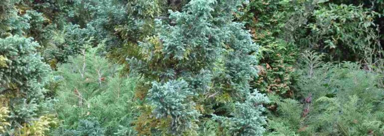Evergreen Trees in Seattle: A Complete Guide for Homeowners