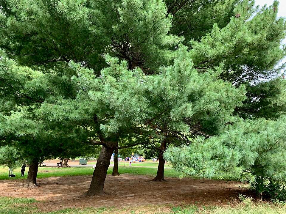 Eastern white pine tree