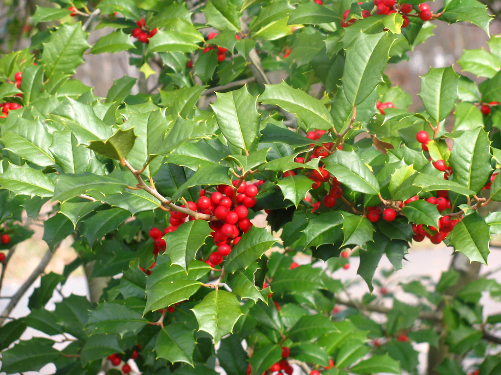 English Holly tree