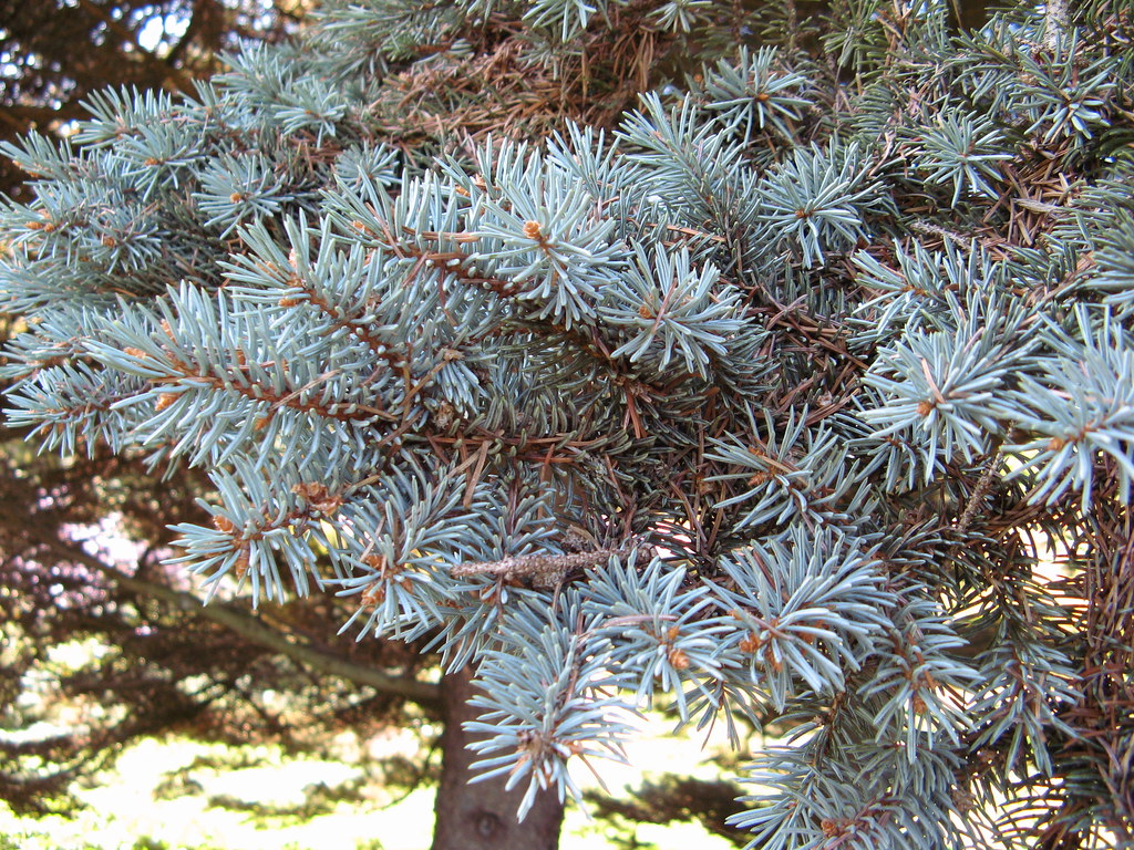 Glauca Tree