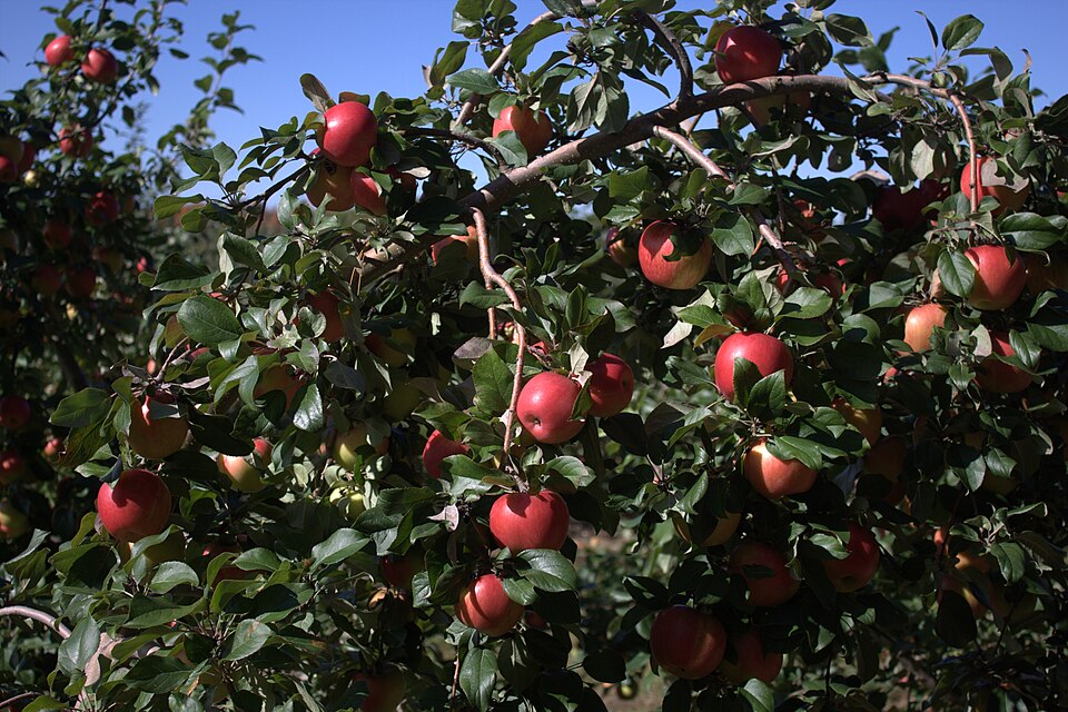 Honeycrisp' Apple Tree, one the best fruit trees in seattle origin.