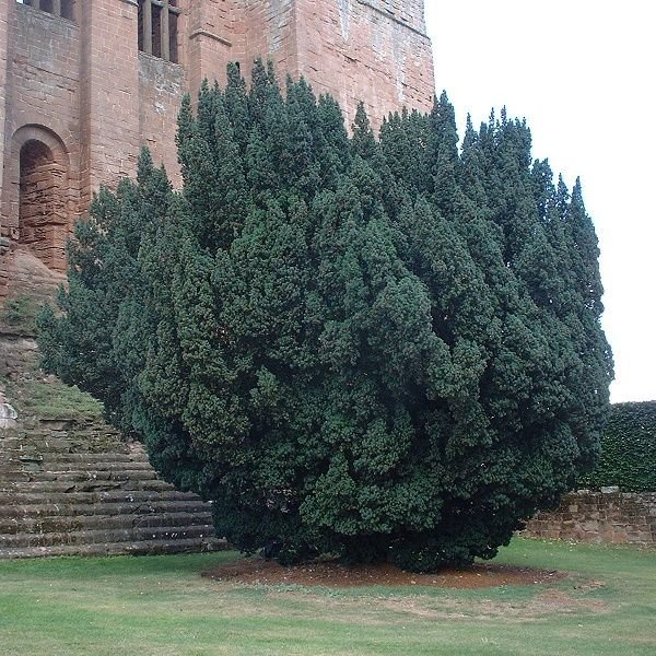 Irish Yew Tree