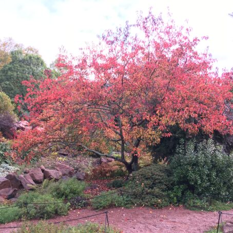 Ornamental Trees for Seattle: Adding Beauty to Your Landscape