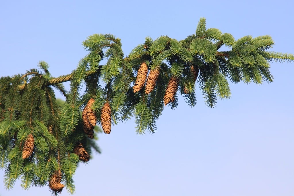 Picea Abies Tree