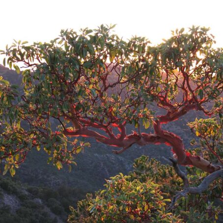Deciduous Trees in Seattle: Guide to Seasonal Beauties