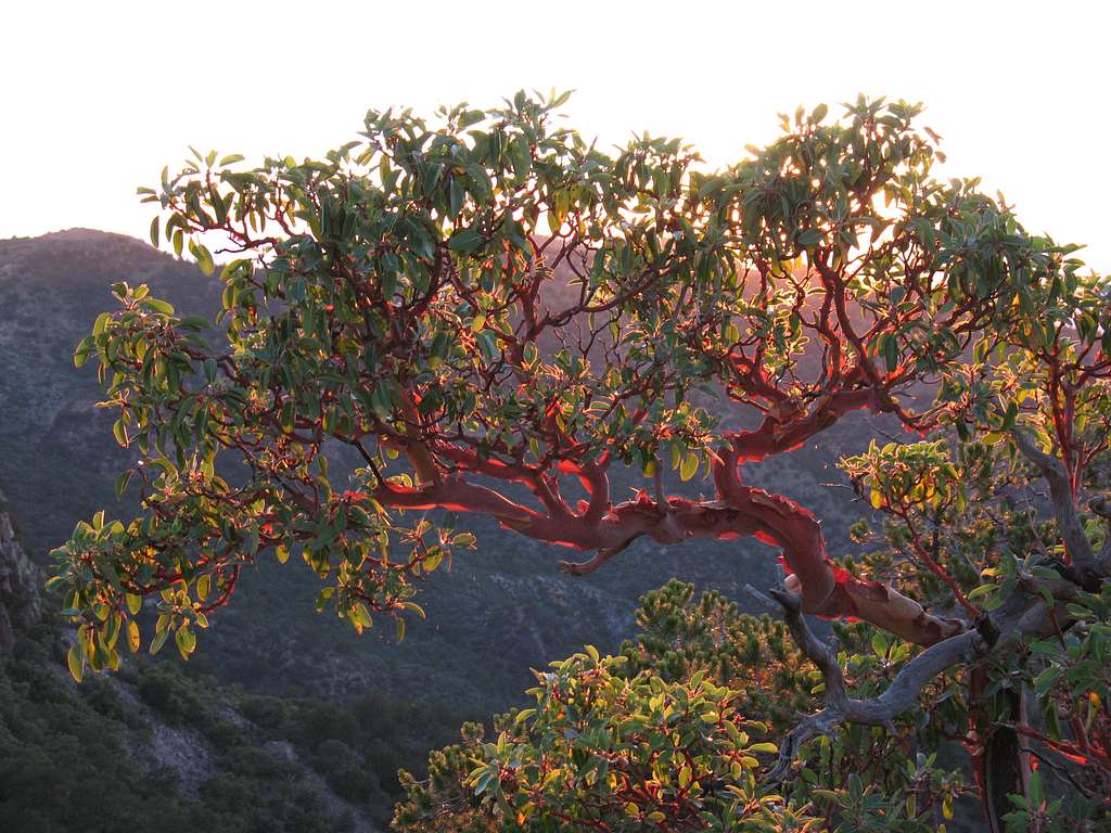 Pacific Madrone Tree in Seattle