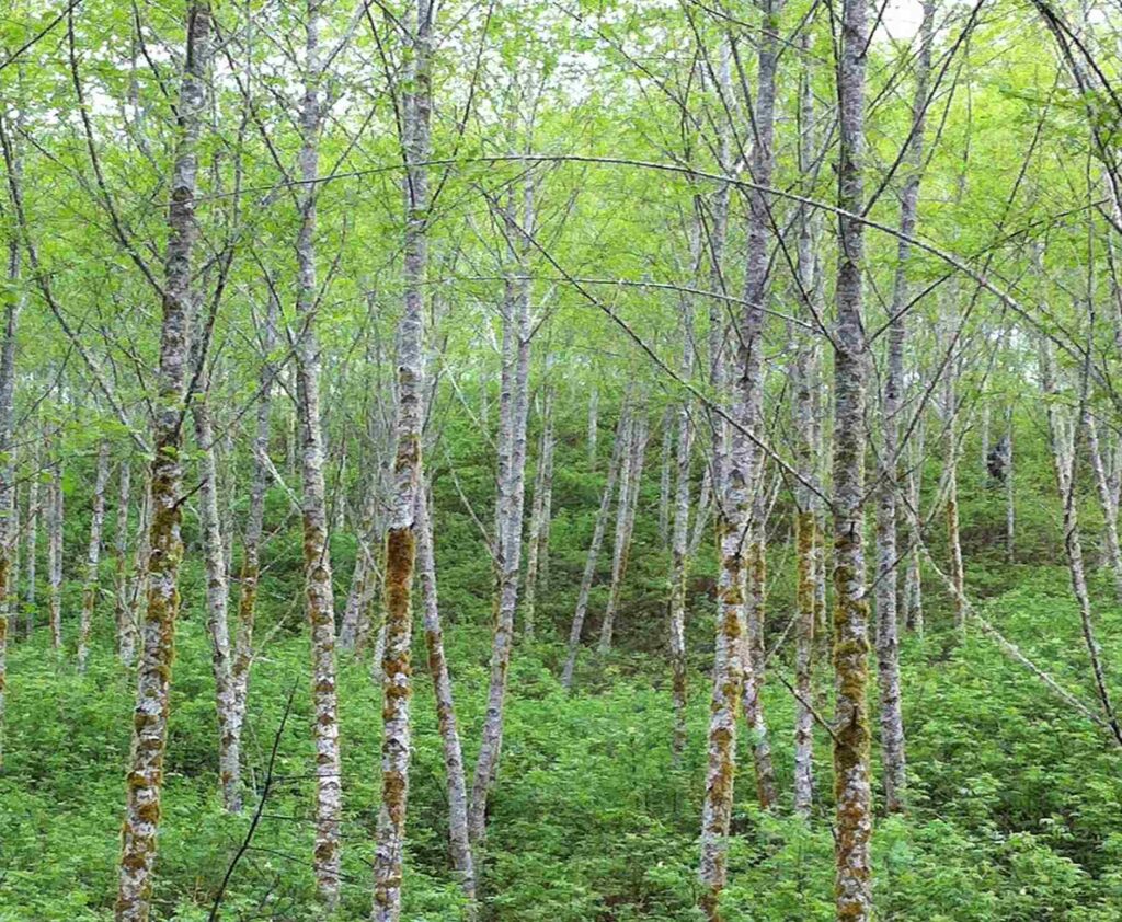 Red Alder Tree