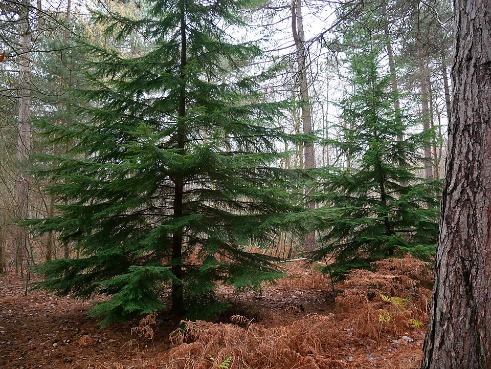 Evergreen Conifers in Seattle