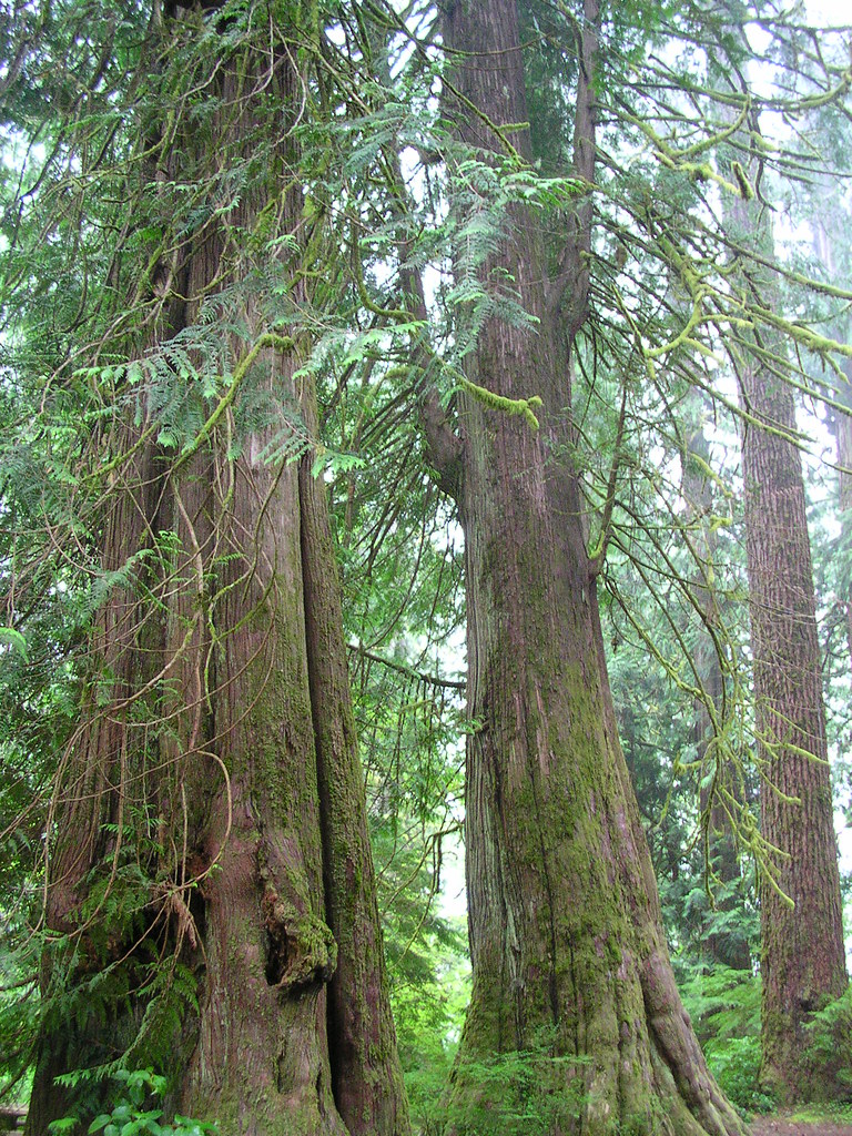 Western Red Cedar Tree