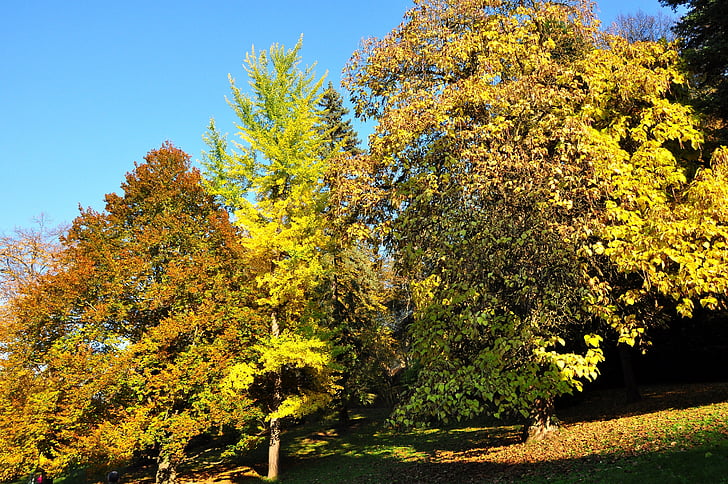 Deciduous Trees