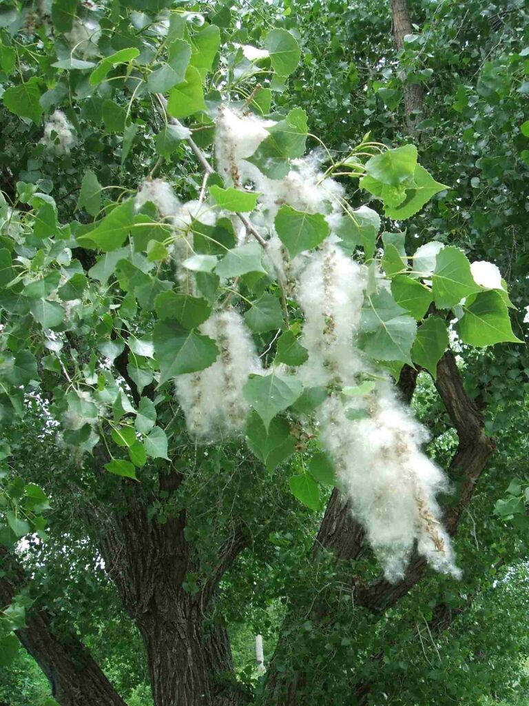 Cottonwood Tree In Seattle