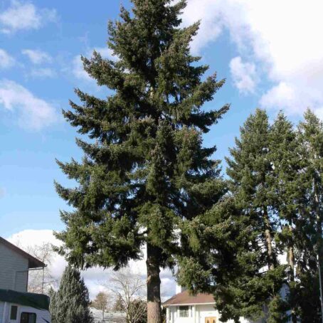 Douglas Fir in Seattle: Care, Characteristics, Benefits & Common Issues