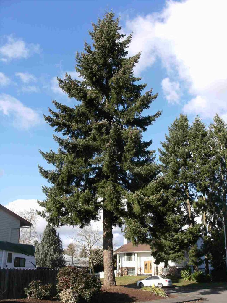 Douglis fir Tree