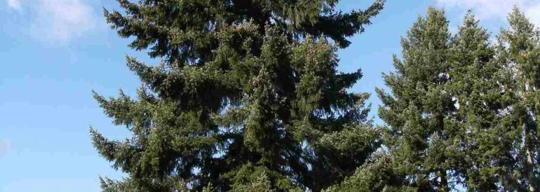 Douglas Fir in Seattle: Care, Characteristics, Benefits &amp; Common Issues