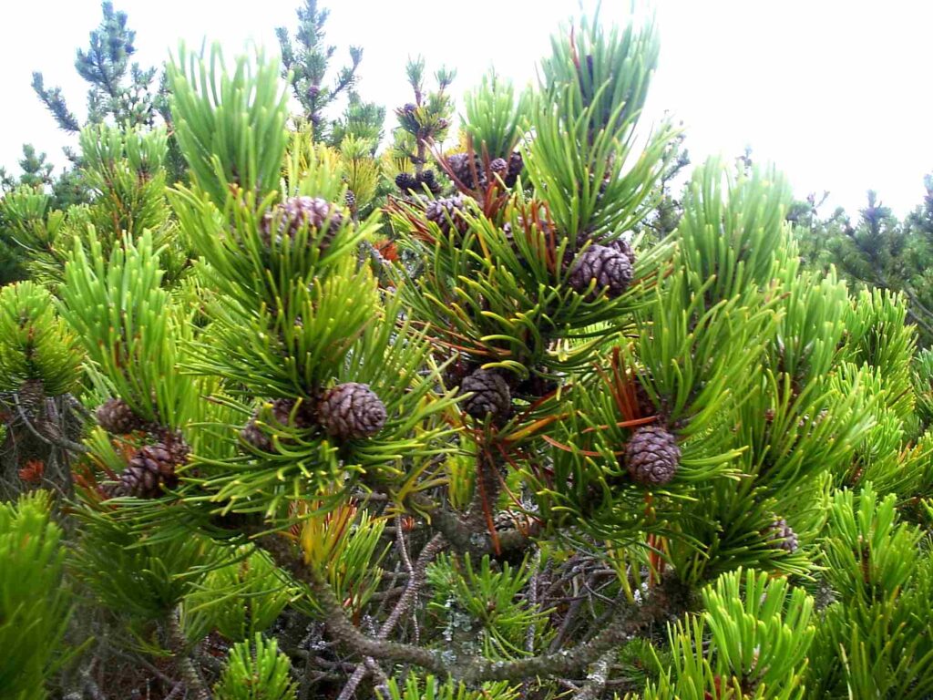 pinus mugo Tree