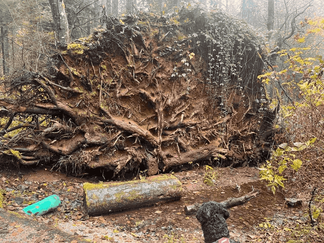 Exposed root system of a fallen pine tree revealing the extensive network of lateral roots, surface feeder roots, and structural anchoring system typical of large coniferous trees, demonstrating the complex underground architecture that supports these towering evergreens and their adaptation to soil conditions