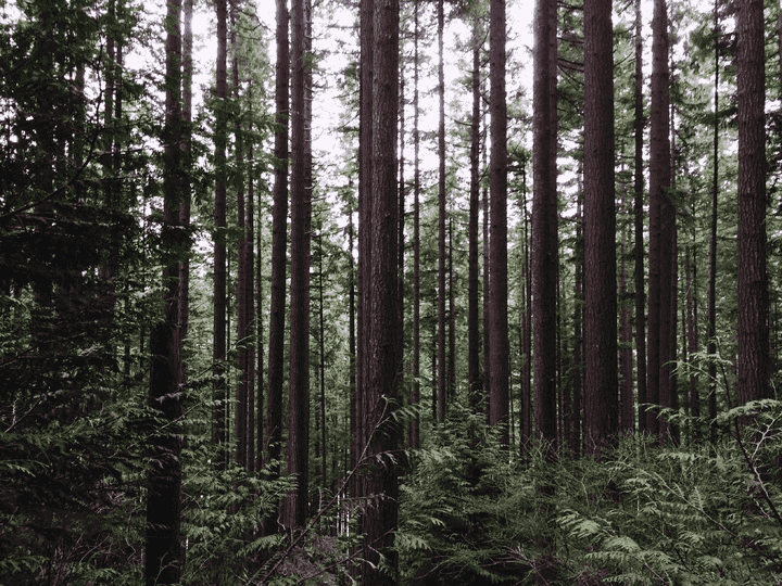 Dense pine forest in the Pacific Northwest displaying tall, straight tree trunks with characteristic bark patterns rising from forest floor covered with understory vegetation including ferns and shrubs, representative of typical woodland landscapes found around Seattle