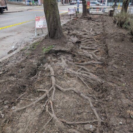 Problem Trees in Seattle: Identifying, Managing & Replacing Challenging Species