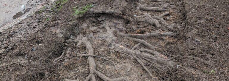 Problem Trees in Seattle: Identifying, Managing &amp; Replacing Challenging Species