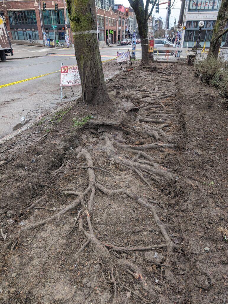 Root damage caused by a cottonwood tree lifting up a sidewalk in Seattle.