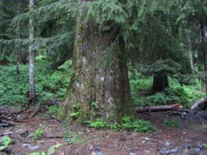 Western Hemlock: Growth, Identification & Tree Facts