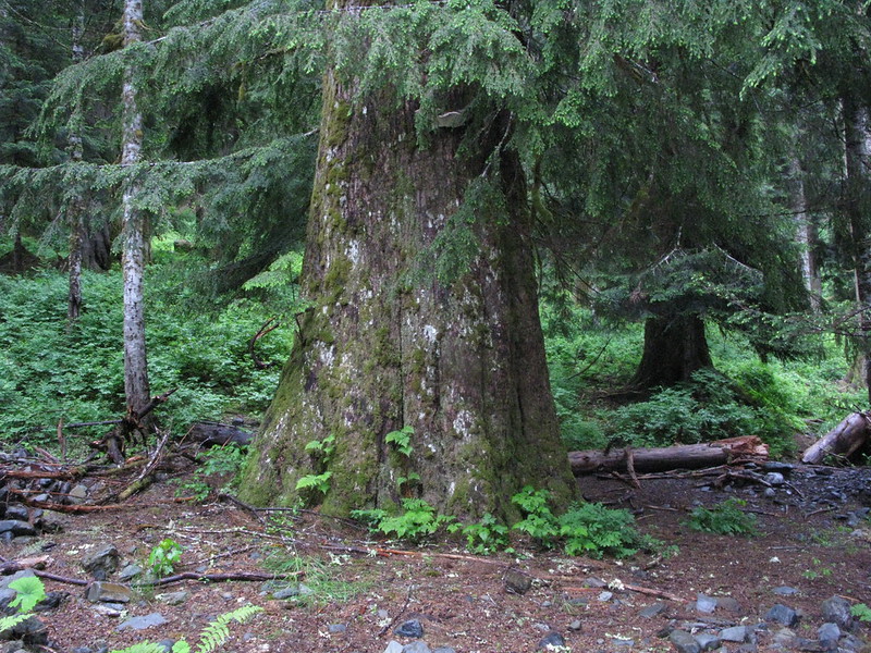 Massive Western Hemlock trunk displaying deeply furrowed, textured bark and prominent basal fluting at the tree base, characteristic features of mature old-growth specimens found in Pacific Northwest forests, with a person or object for scale showing the impressive size