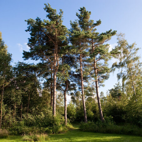 The Ultimate Pine Tree Manual for Pacific Northwest Gardeners