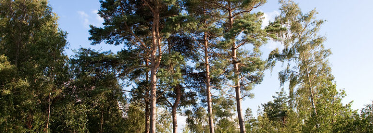 The Ultimate Pine Tree Manual for Pacific Northwest Gardeners