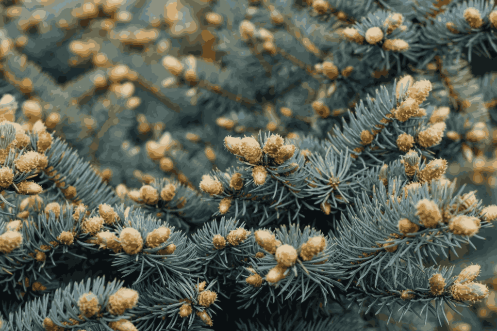 Detailed close-up photograph of pine tree branch showing clustered needle fascicles bundled together and developing young cones, displaying the distinctive seed-bearing structures and needle arrangement patterns that are characteristic identifying features of pine species