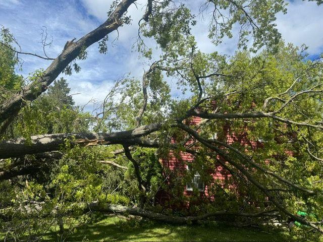 Black Locust tree with brittle branches that may fail during storms.