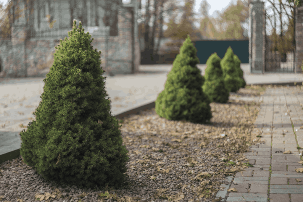 Dwarf pine trees planted along a landscaped walkway or garden path, demonstrating compact ornamental pine varieties suitable for smaller residential gardens and resort landscaping, showing how these miniature evergreens can be incorporated into limited space designs while maintaining the classic pine tree aesthetic